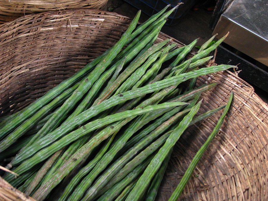 Gousses de moringa