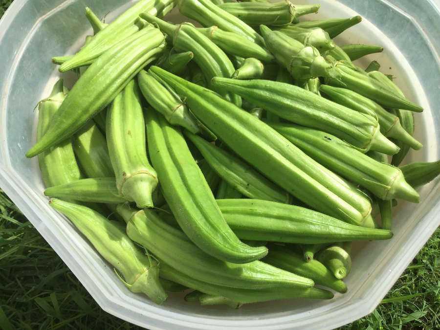 Gombo (Lady Finger)