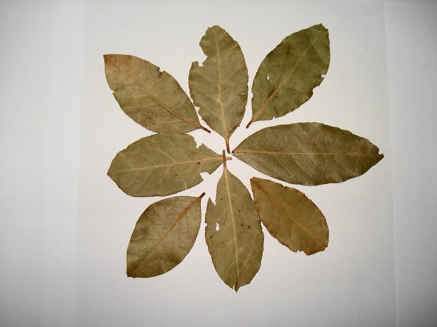 Hojas de laurel