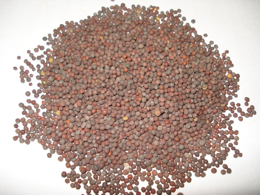 Black Mustard Seeds