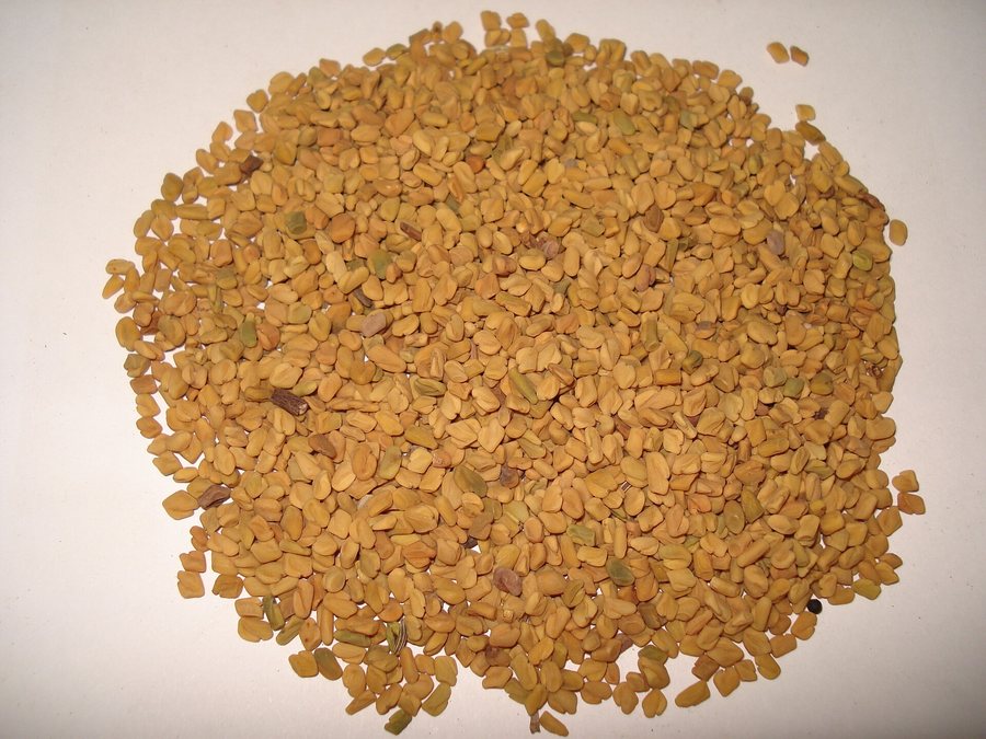 Graines de fenugrec Bold