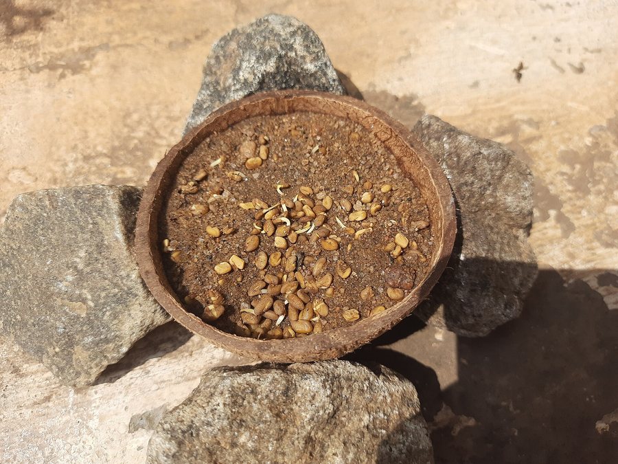 Graines de fenugrec Sortex