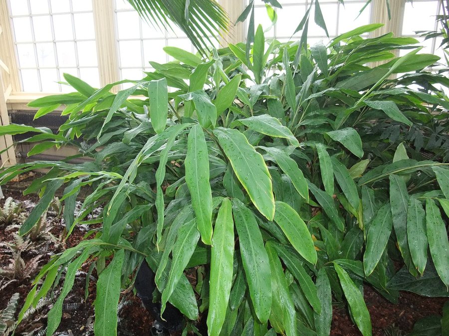 Cardamome verte - 6/7mm