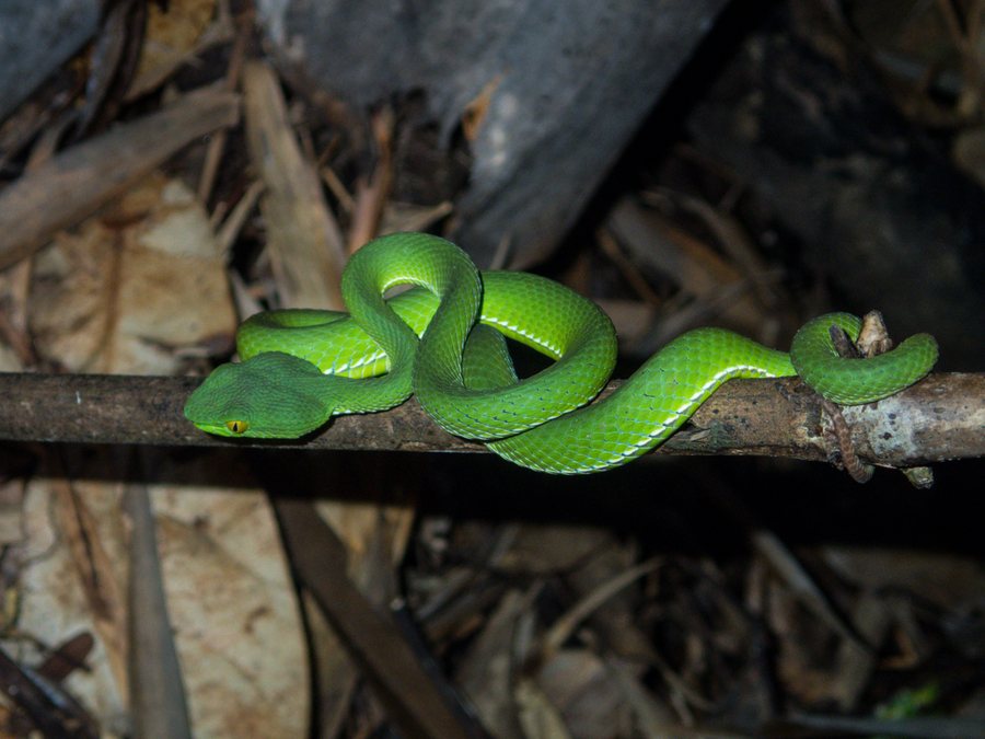 Cardamome verte - 7/8mm