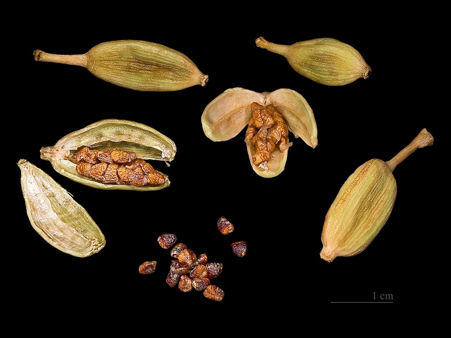 Cardamome verte - GQ