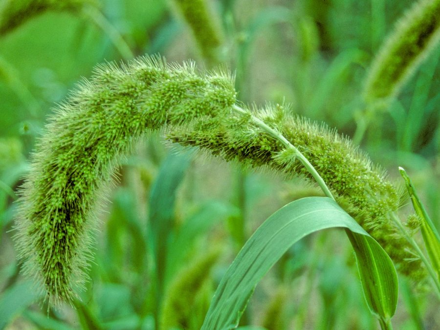 Milheto verde