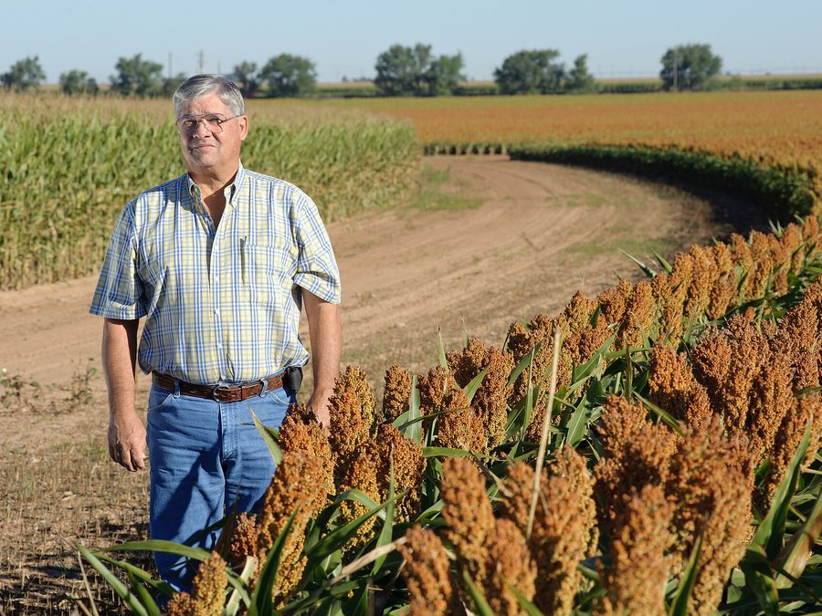 Sorgo vermelho