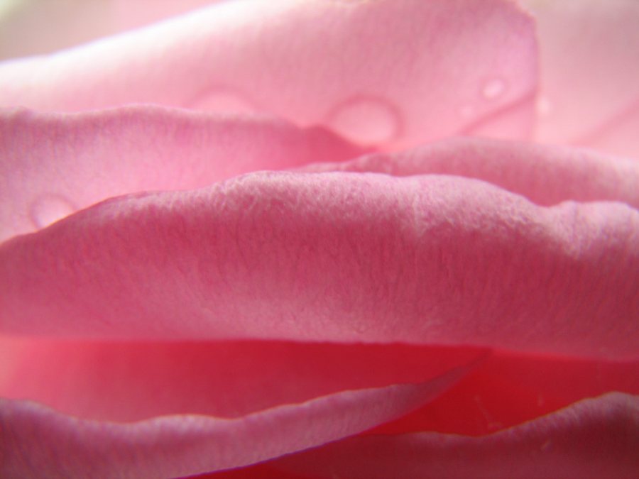 Pétalos de rosa