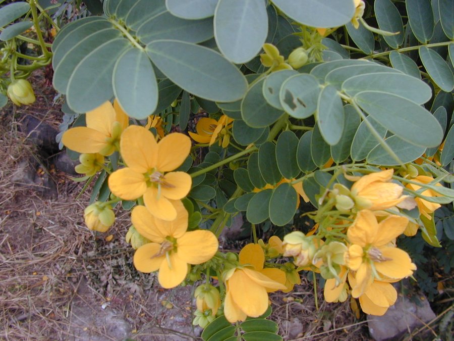 Foglie di senna