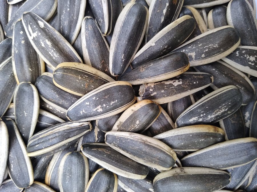 Sonnenblumenkerne