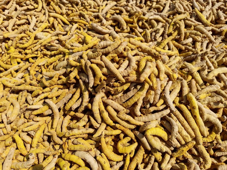 Curcuma en doigts Tukdi