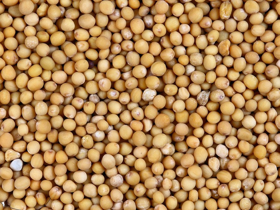 Graines de moutarde jaune