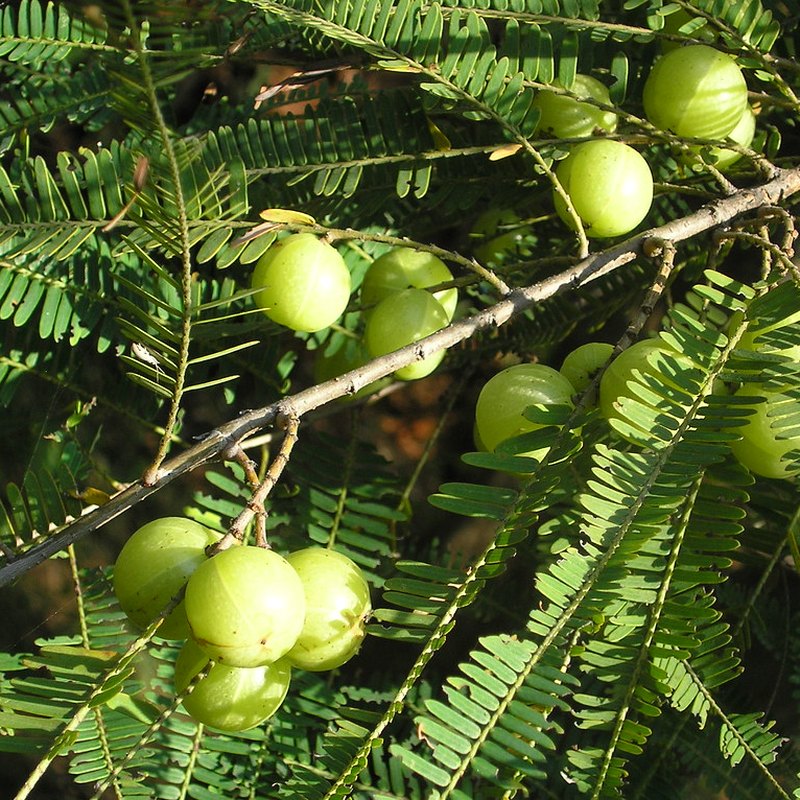 Amla (groseille indienne)