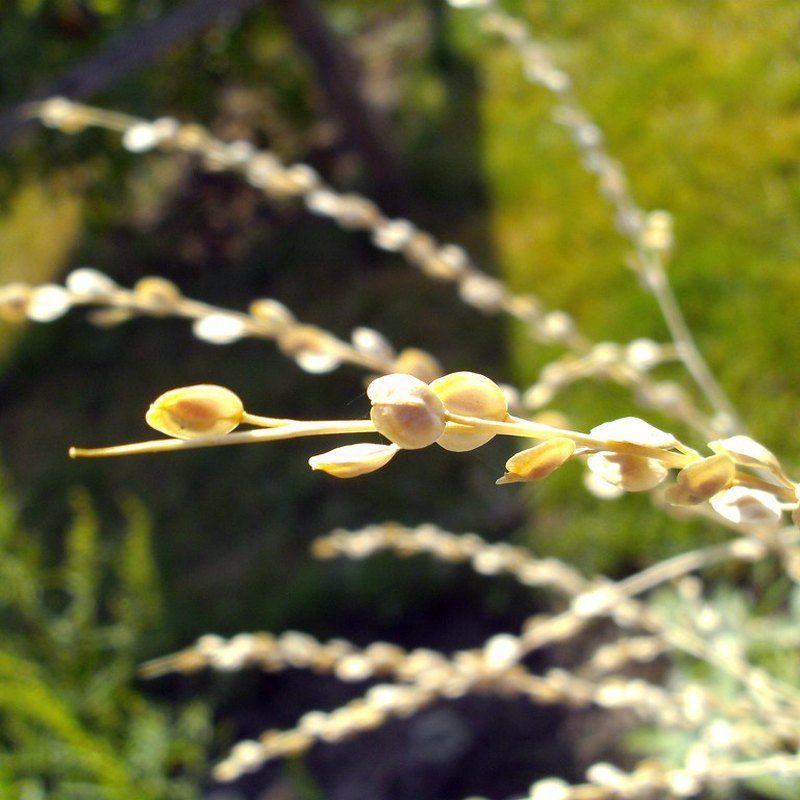 Graines d'asalio