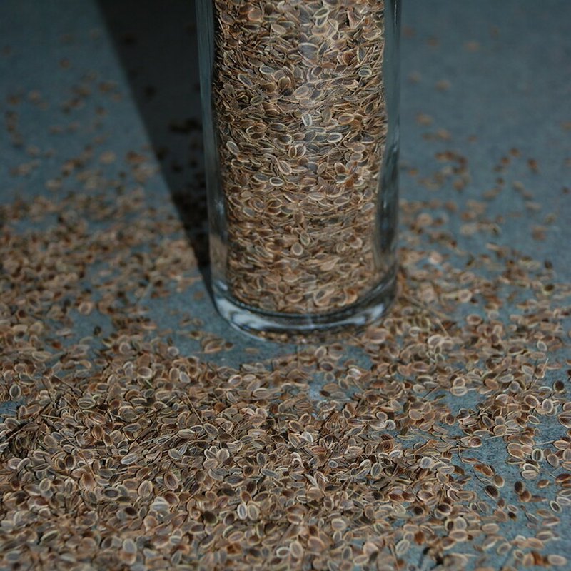 Graines d'aneth entières