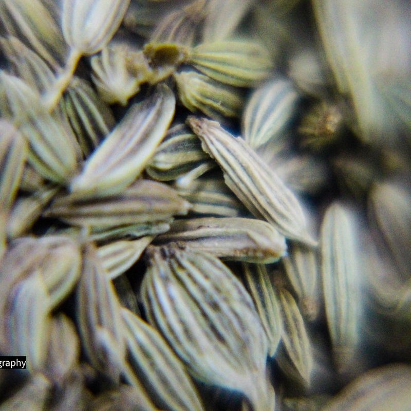 Graines de fenouil - Singapore 99%