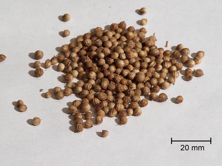 Coriander Powder